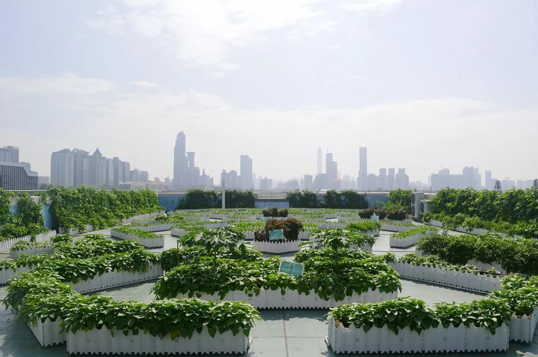 上海都市菜园景区图片