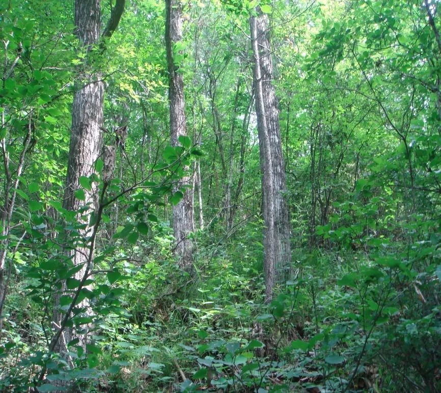 暖溫帶松櫟混交林稀少種(三椏烏藥)建群種(油松,華山松)亞熱帶常綠