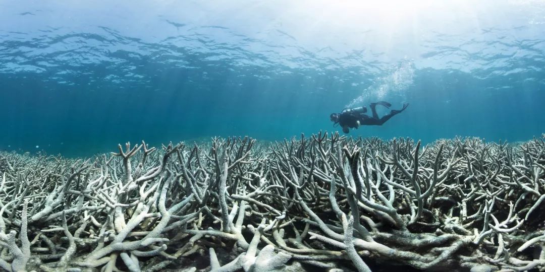 破坏性捕捞,海洋酸化和一系列陆地活动导致海水温度升高这导致了珊瑚