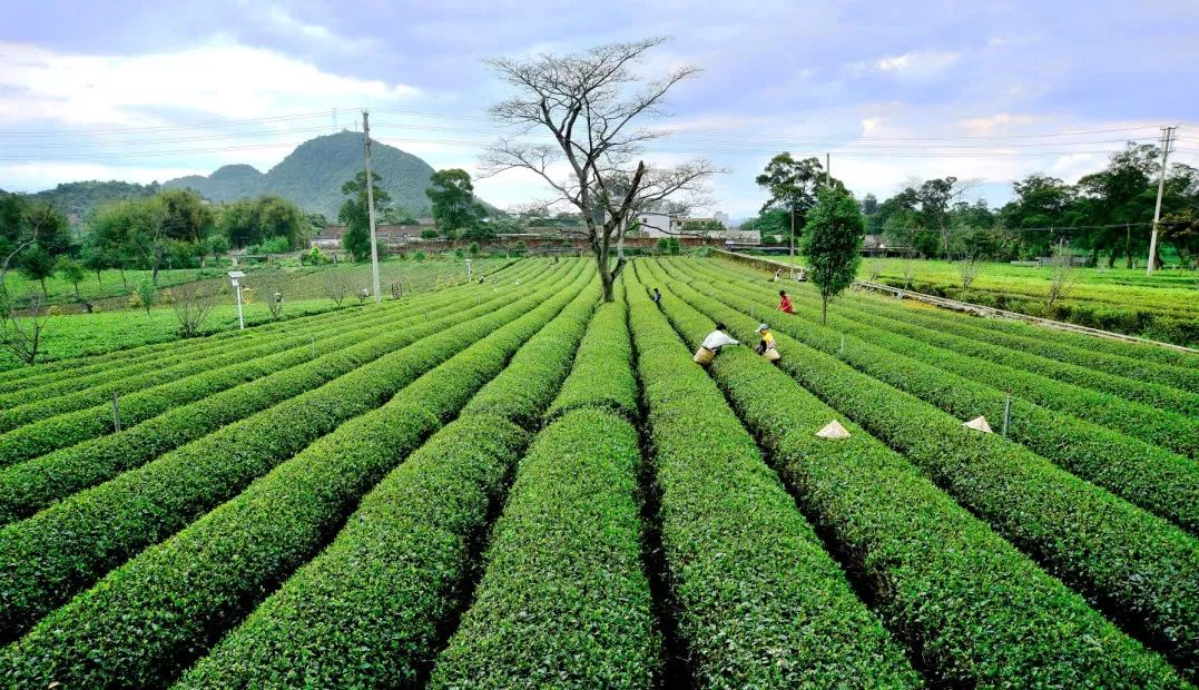 茶樹與相思樹,鳳凰樹錯落有致,茶園規格化,條理化,園林化.