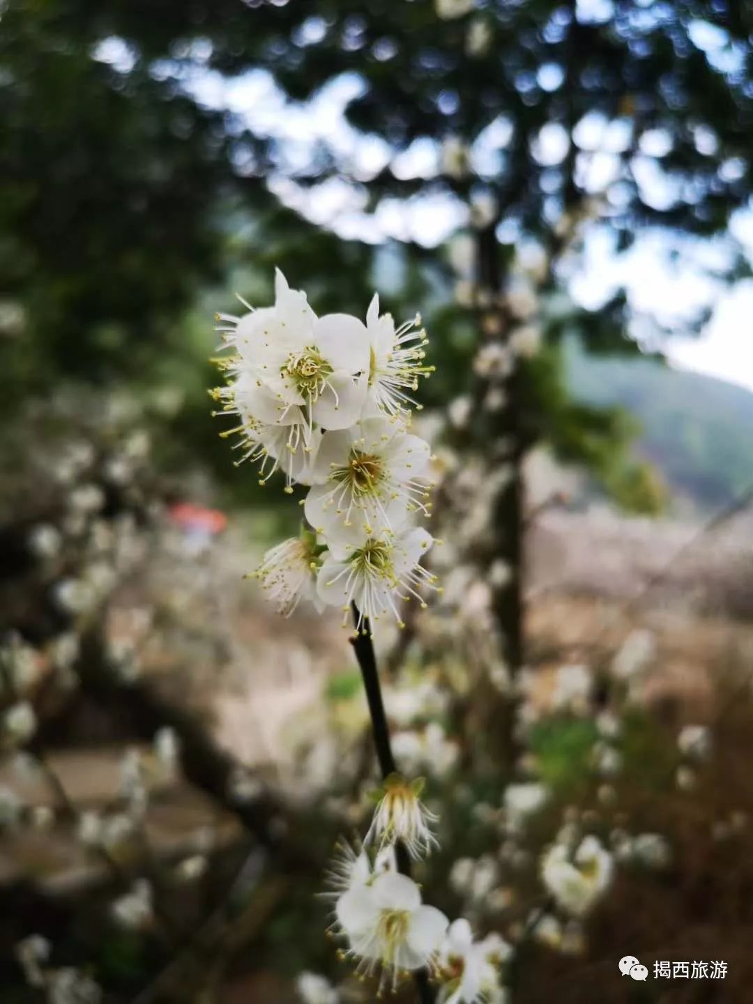 揭西梅花图片