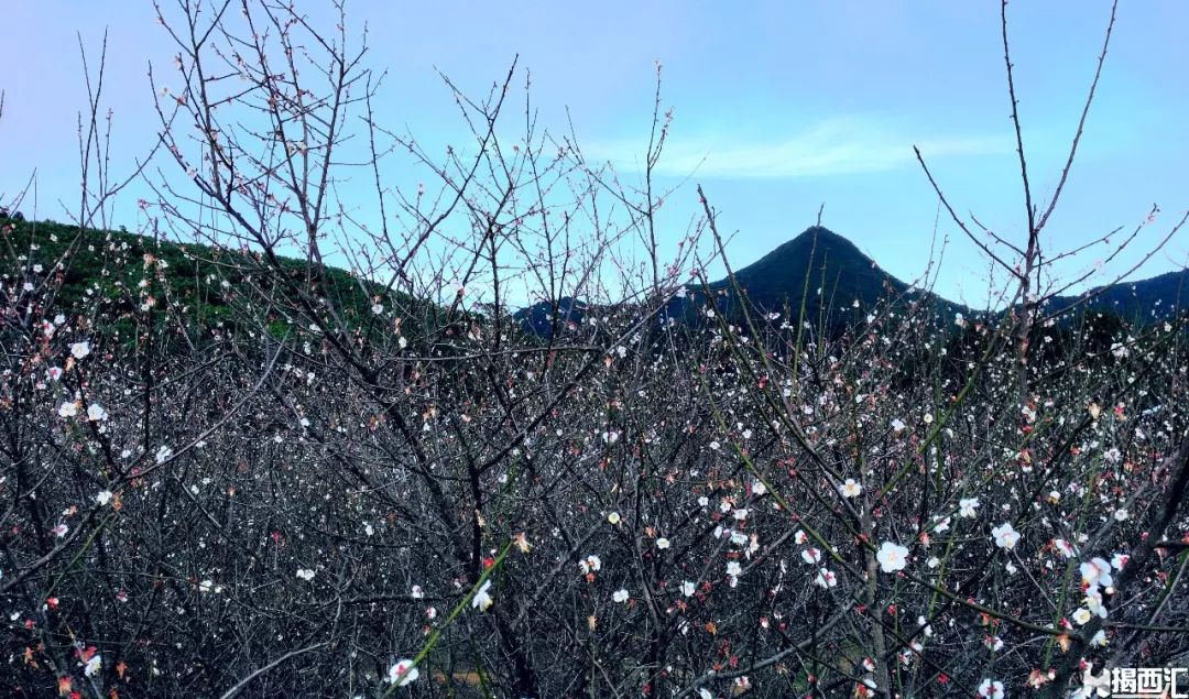 揭西坪上石内梅花节图片