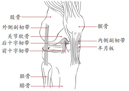 四組韌帶和兩個膝關節的基本構造和功能膝關節是人體最複雜且對功能