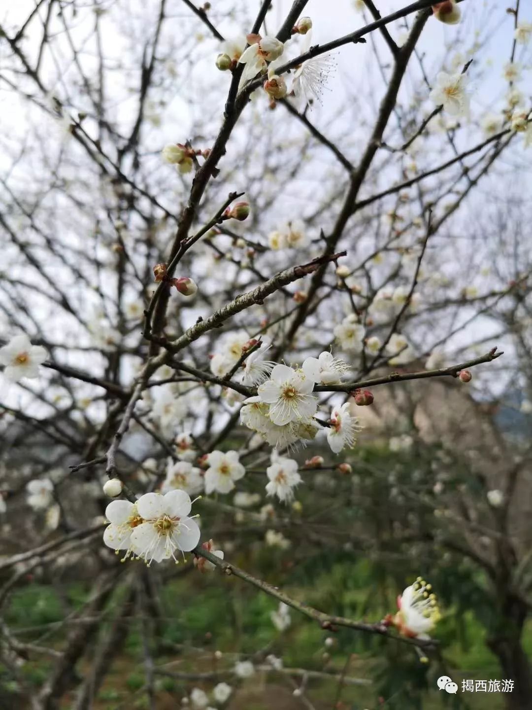 揭西良田梅花图片