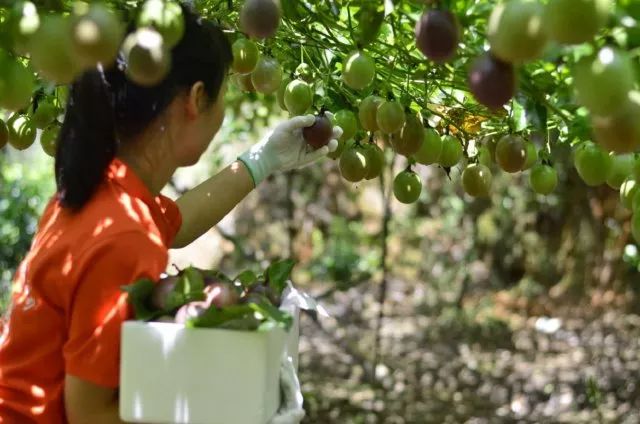 為夢想放棄廣州高薪毅然返鄉創業與百香果王子的對話