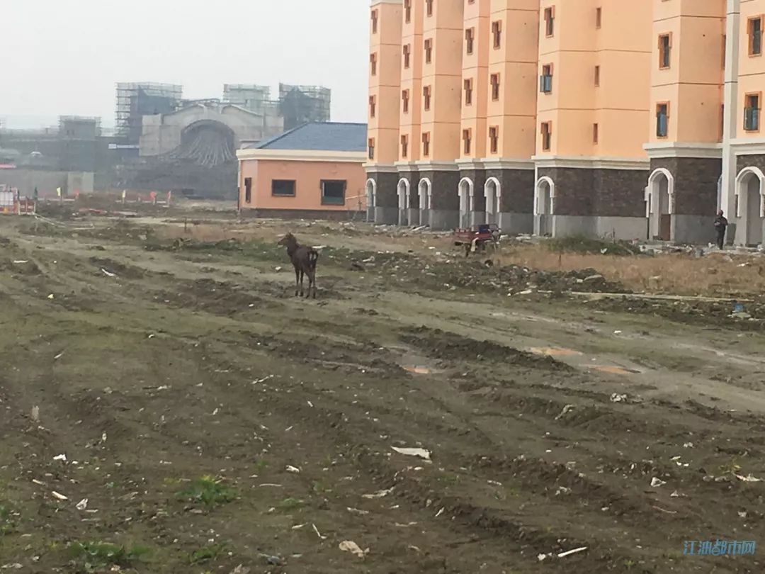 神奇動物在江油河西方特工地發現國際瀕危動物