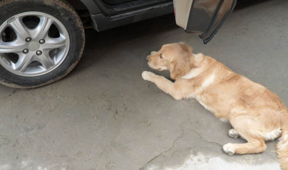 開車壓死狗保險會賠嗎