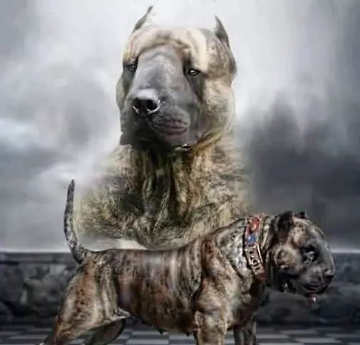 饱受世界争议的猛犬——神兽子弹犬!
