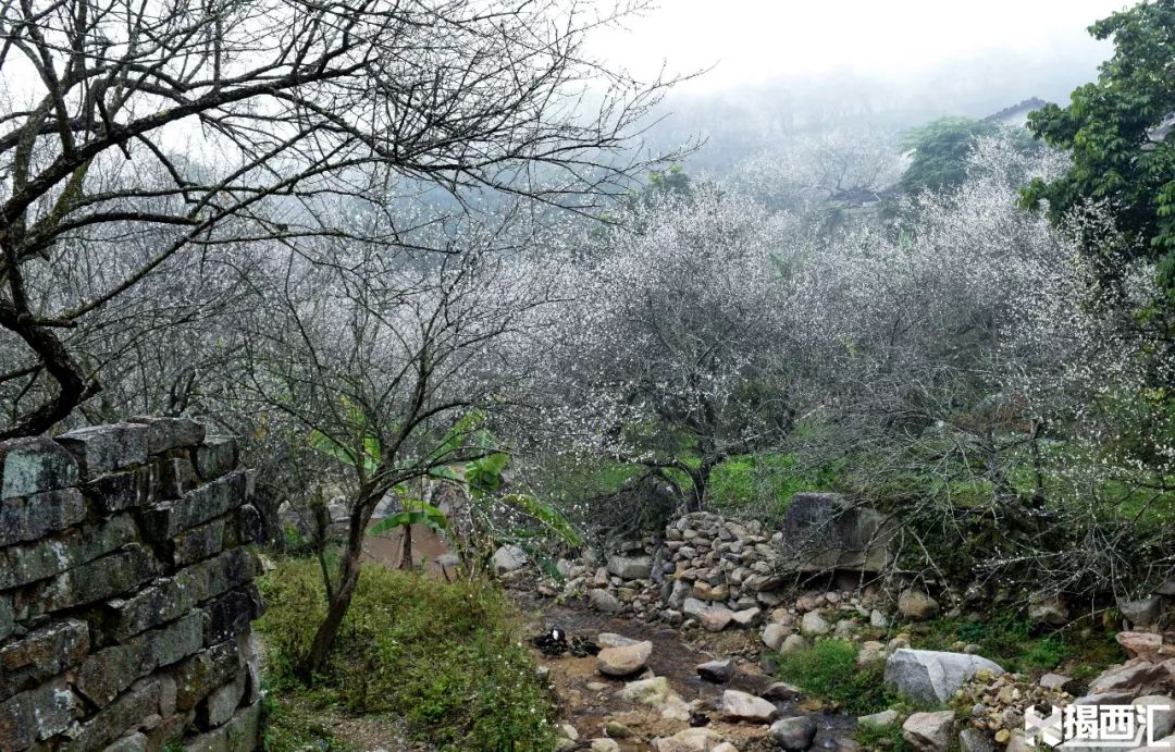 揭西坪上石内梅花节图片