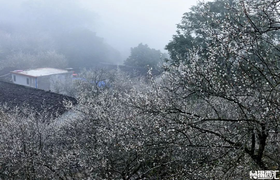 揭西坪上石内梅花节图片