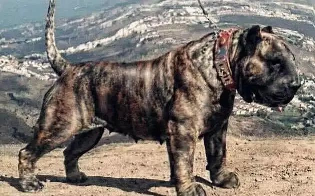 饱受世界争议的猛犬——神兽子弹犬!