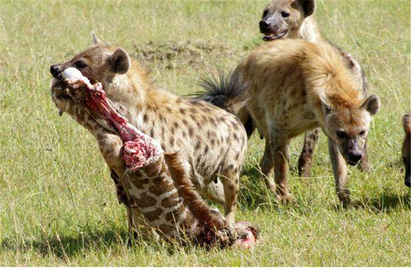 鬣狗捕杀幼年长颈鹿遭到成年长颈鹿报复,丢下到嘴猎物疯狂逃窜