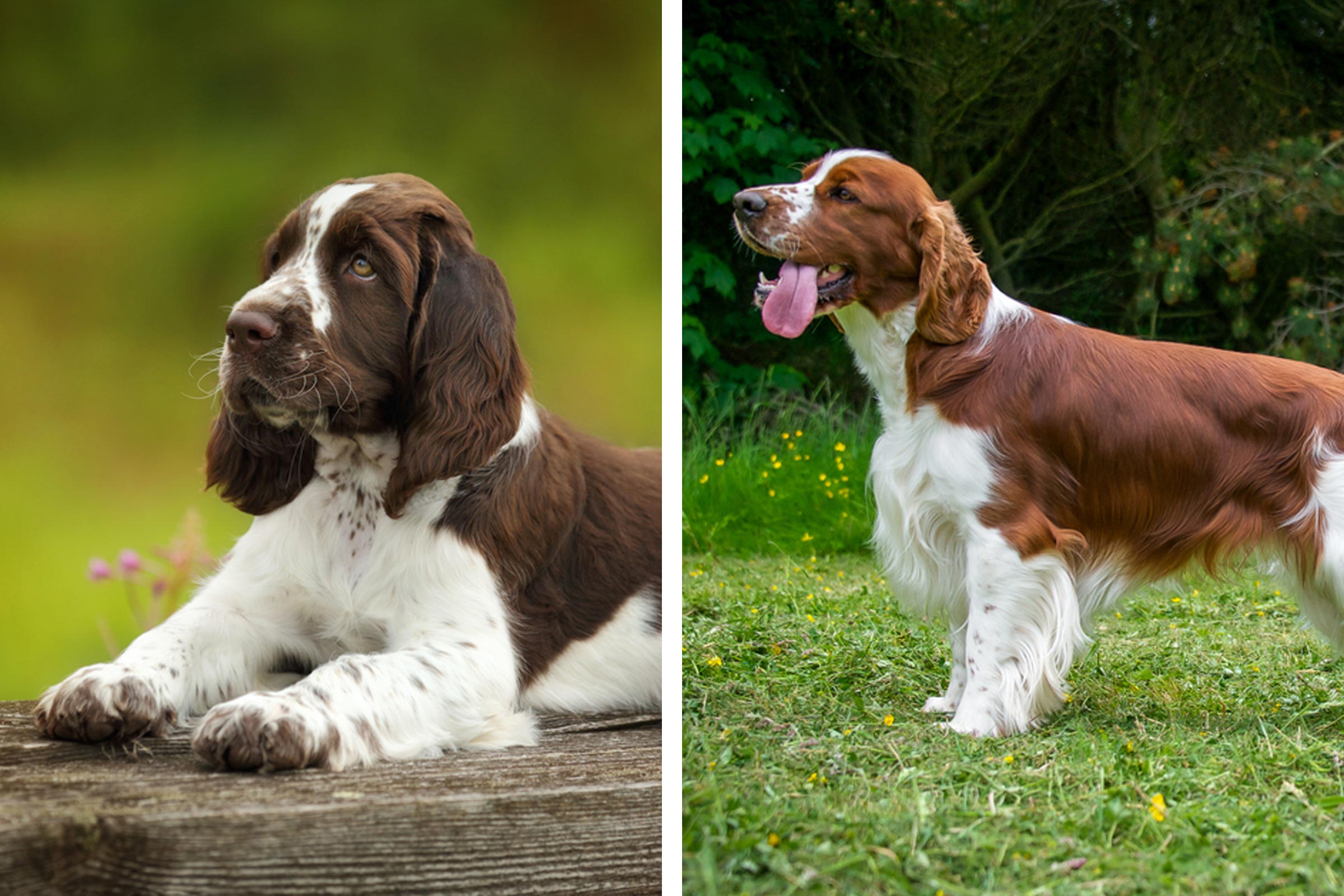 猜猜看你能分辨出这些外貌几乎相同的狗狗吗