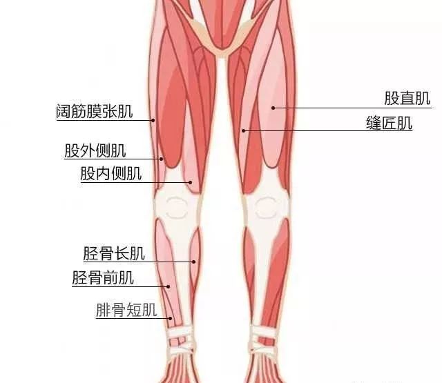 大腿肌腱在哪个位置图片