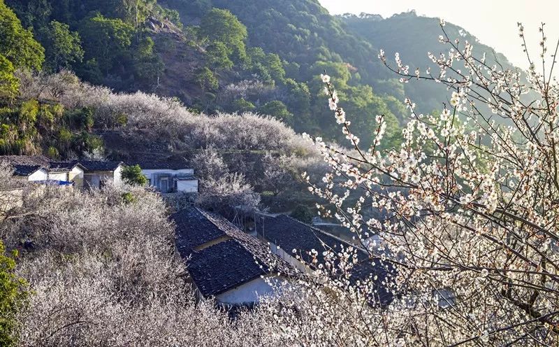 揭西梅花赏梅地点图片