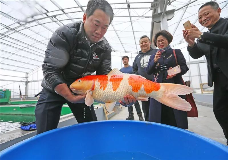 中国最大的鲤鱼图片