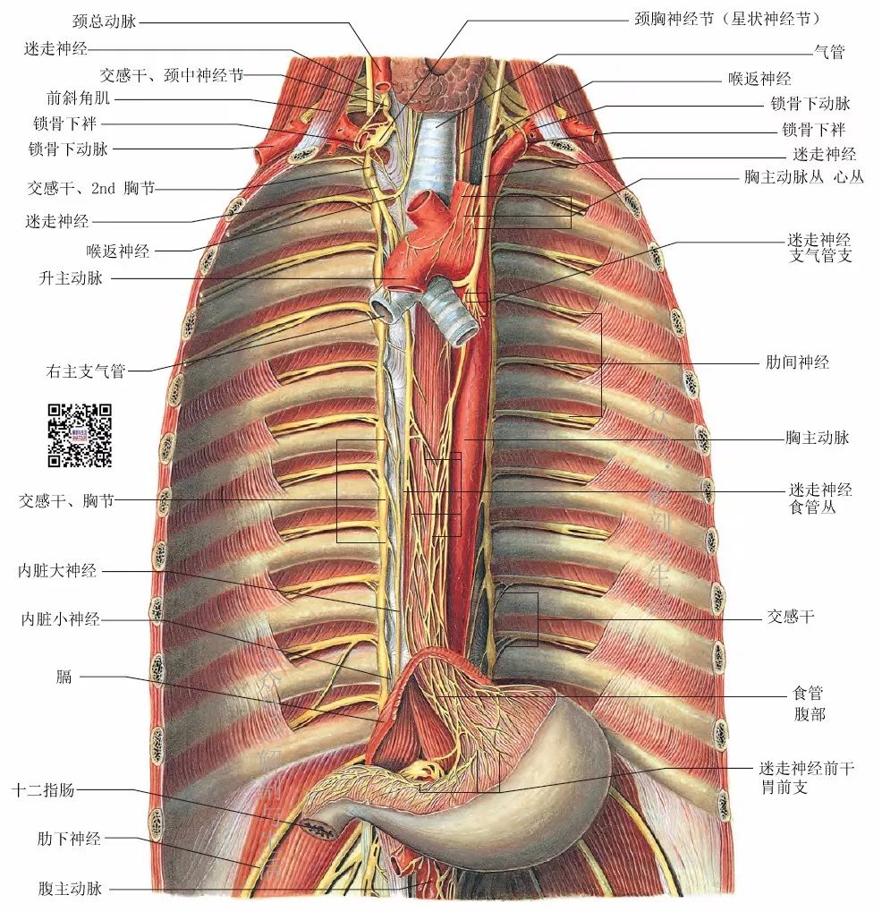 食管的毗邻图片