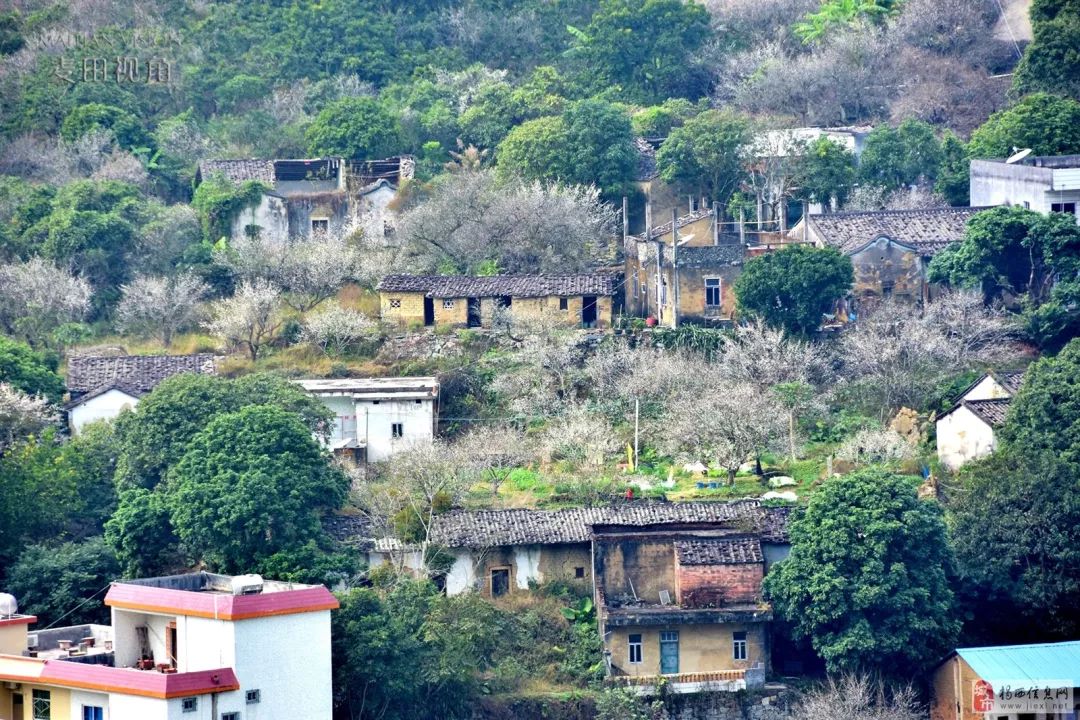 揭西良田梅花图片