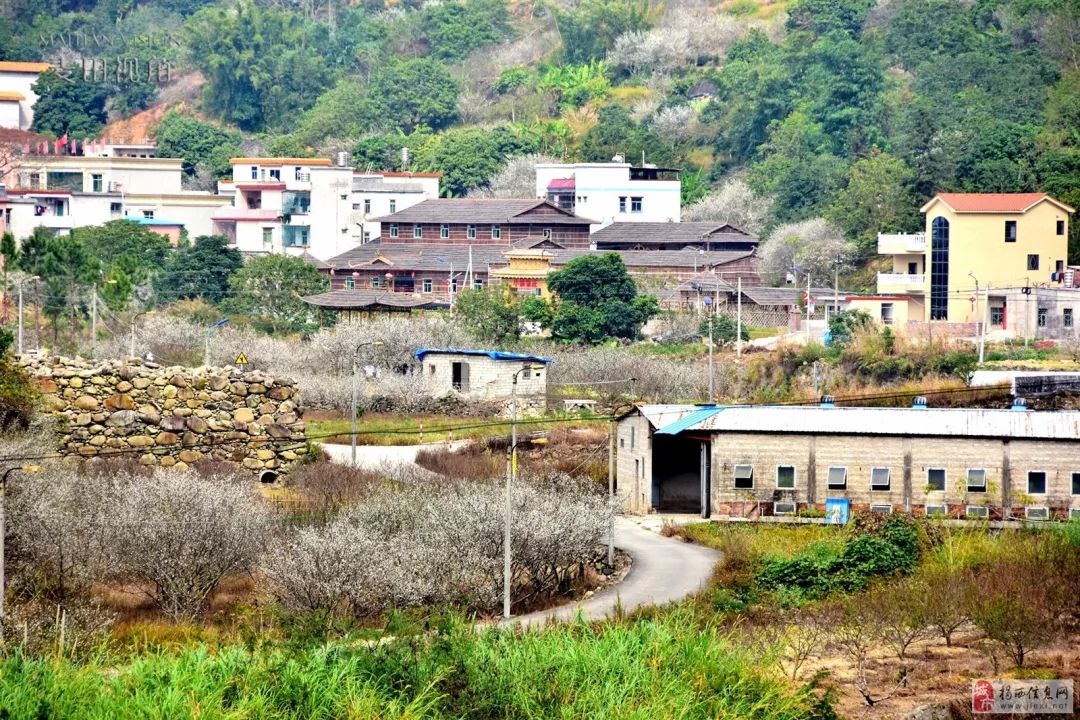 揭西良田梅花图片