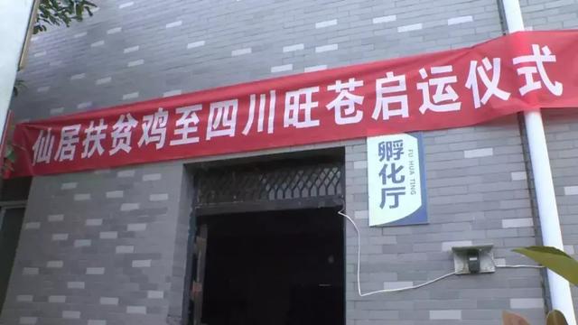 結合兩地資源優勢,經過多次互訪交流考察,確定了引進發展仙居雞養殖