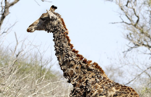 南非一長頸鹿因被鳥啄脖子長滿疣狀凸起物 國際 第1張