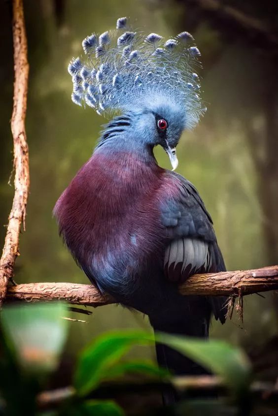 稀奇罕见的鸟图片
