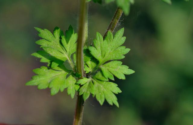 農村茅廁邊的野草,人稱