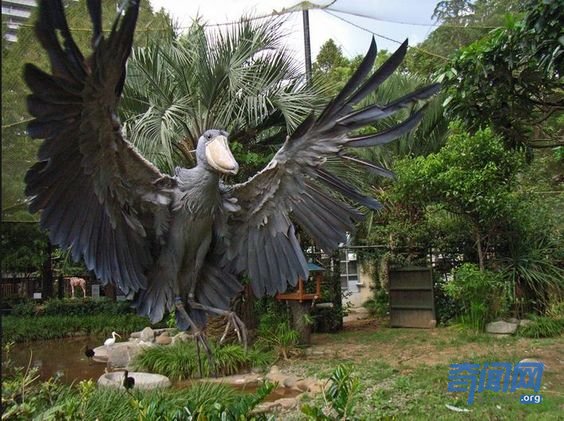 巨型怪鸟吃人图片