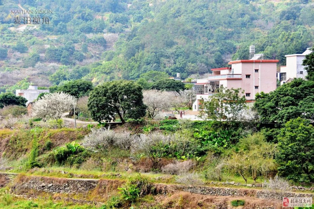 揭西良田梅花图片