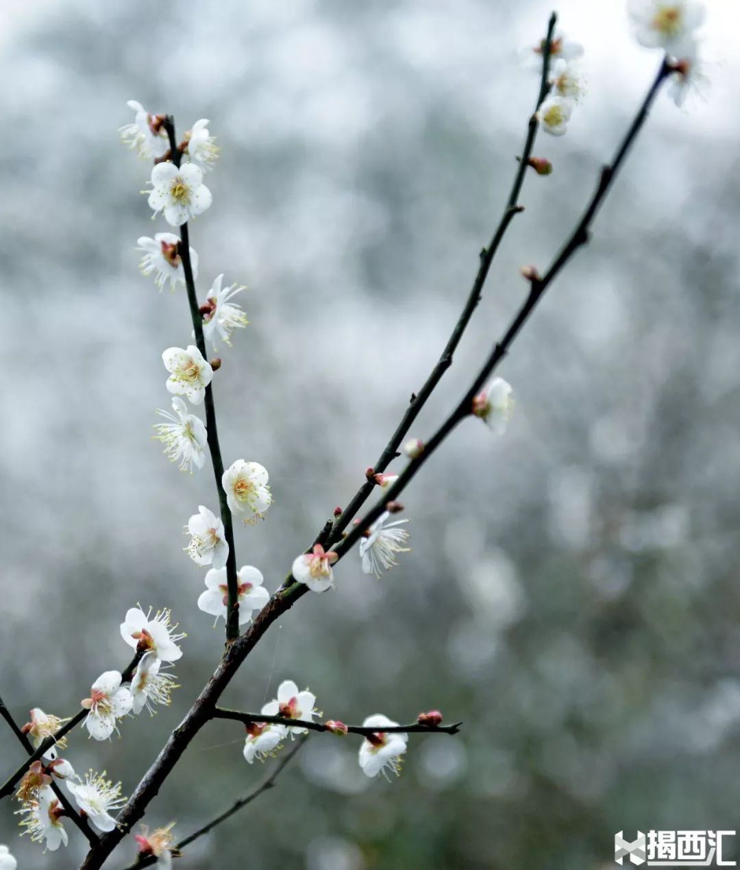 揭西梅花图片