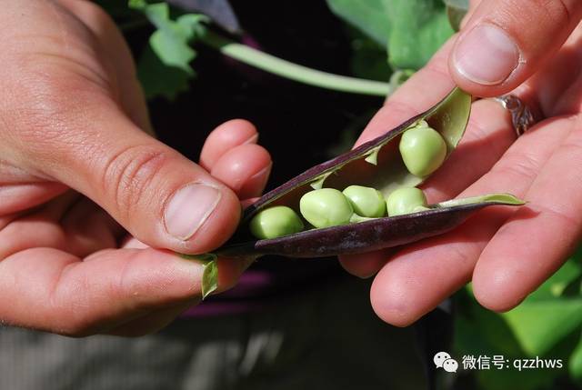 南方豌豆大棚早春栽培方程式