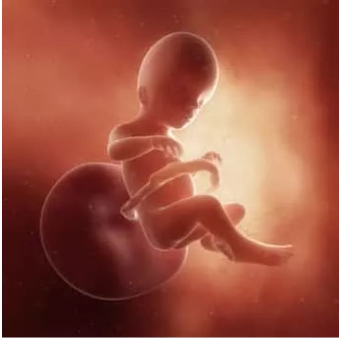 孕20周的双胞胎胎儿发育图▼▼:孕20周的胎宝宝有火龙果那么大了,从