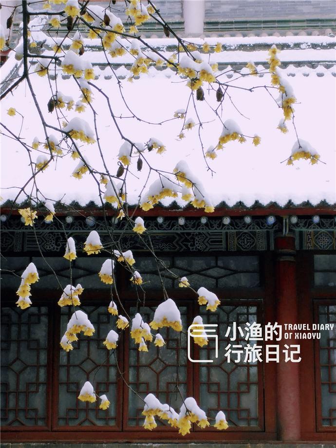 小漁連續幾年,都在下了雪之後去大興善寺踏雪尋梅.