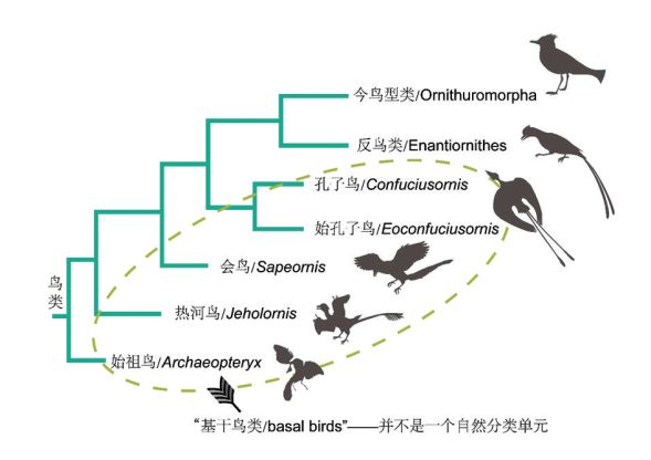 天然雀进化顺序图图片