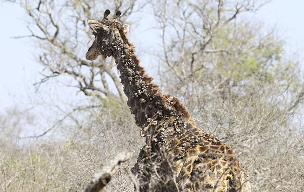 南非一長頸鹿因被鳥啄脖子長滿疣狀凸起物 國際 第3張