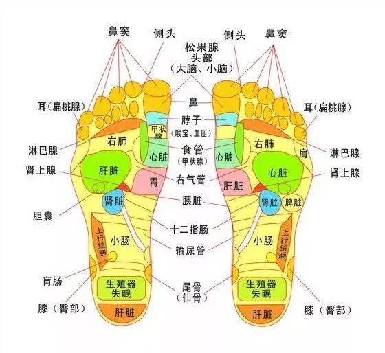 脚面反应的五脏六腑图图片