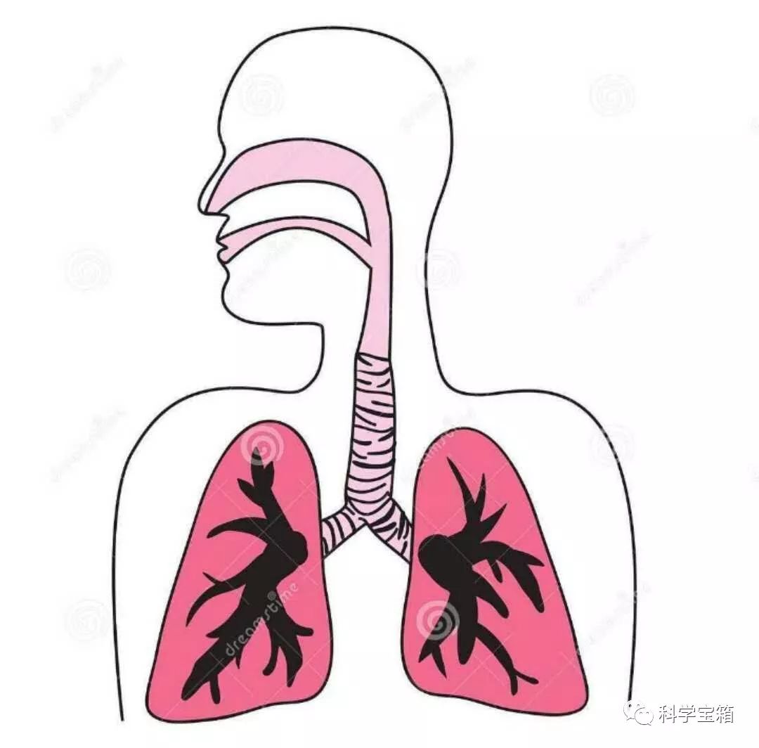 人体的肺人体的呼吸系统1,了解人体的呼吸系统及主要的呼吸器官——肺