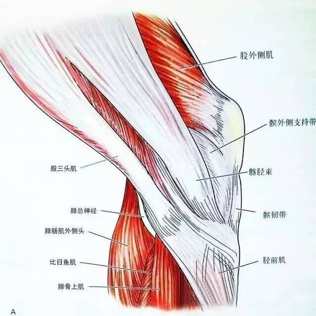 图8:膝关节外侧观,第三层图9:外侧支持带结构后面观腘窝外界为股二头