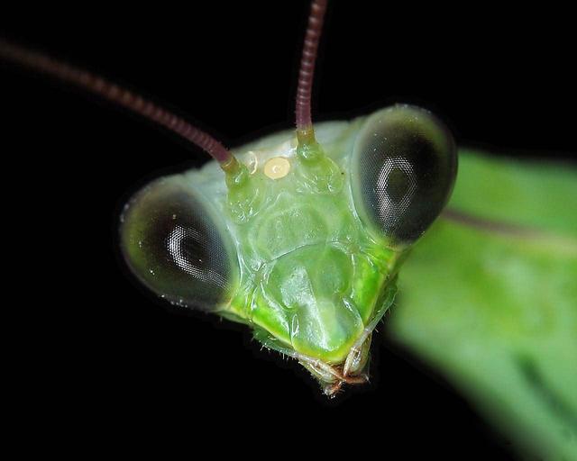 螳螂嘴照片图片