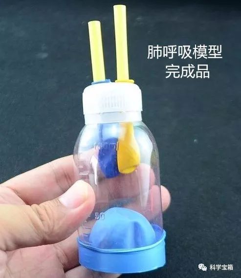 肺模型制作橡皮泥图片