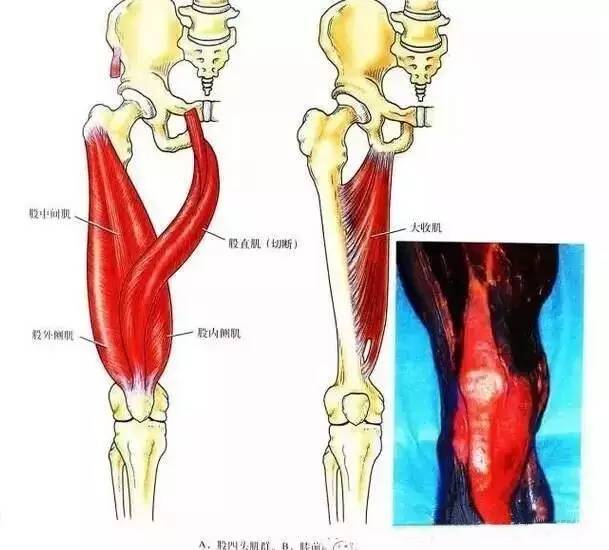 膝关节解剖