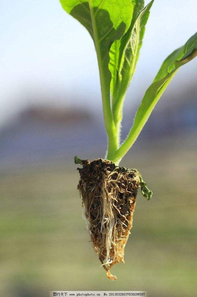 这么做可预防烤烟苗「烟草」期常见的四种病害_苗床