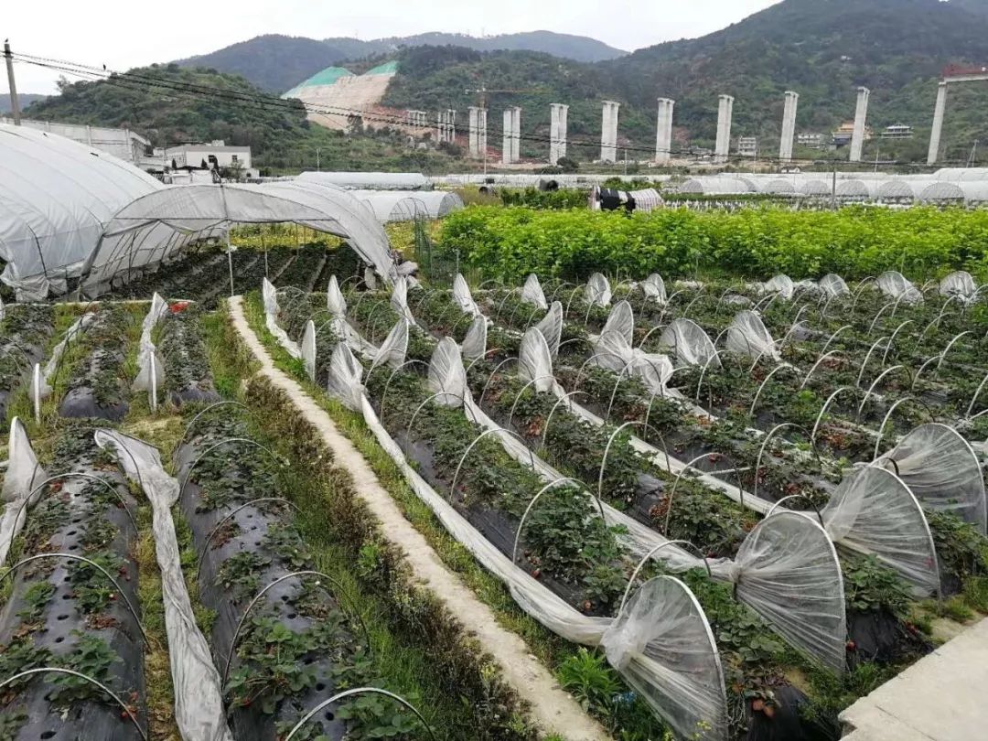 宁德六都草莓基地图片