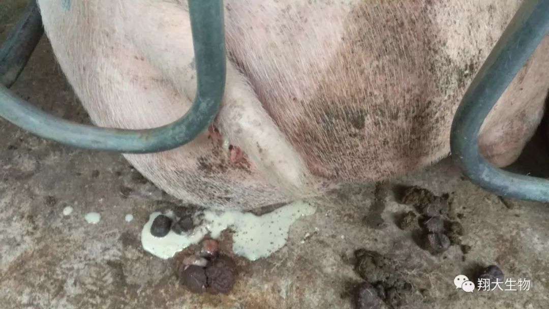 母猪流粘液排卵图片图片