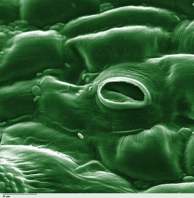 西红柿气孔的显微镜图象