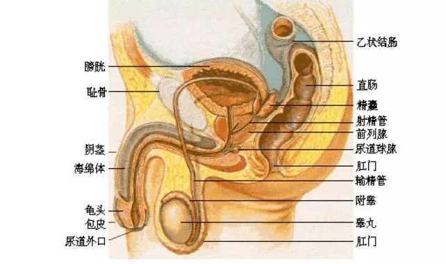 小孩JJ正常器官图片