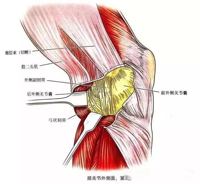 图9:外侧支持带结构后面观腘窝外界为股二头肌腱,内界为半膜肌腱和