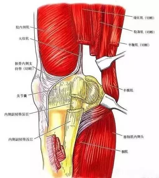 膝關節解剖_韌帶