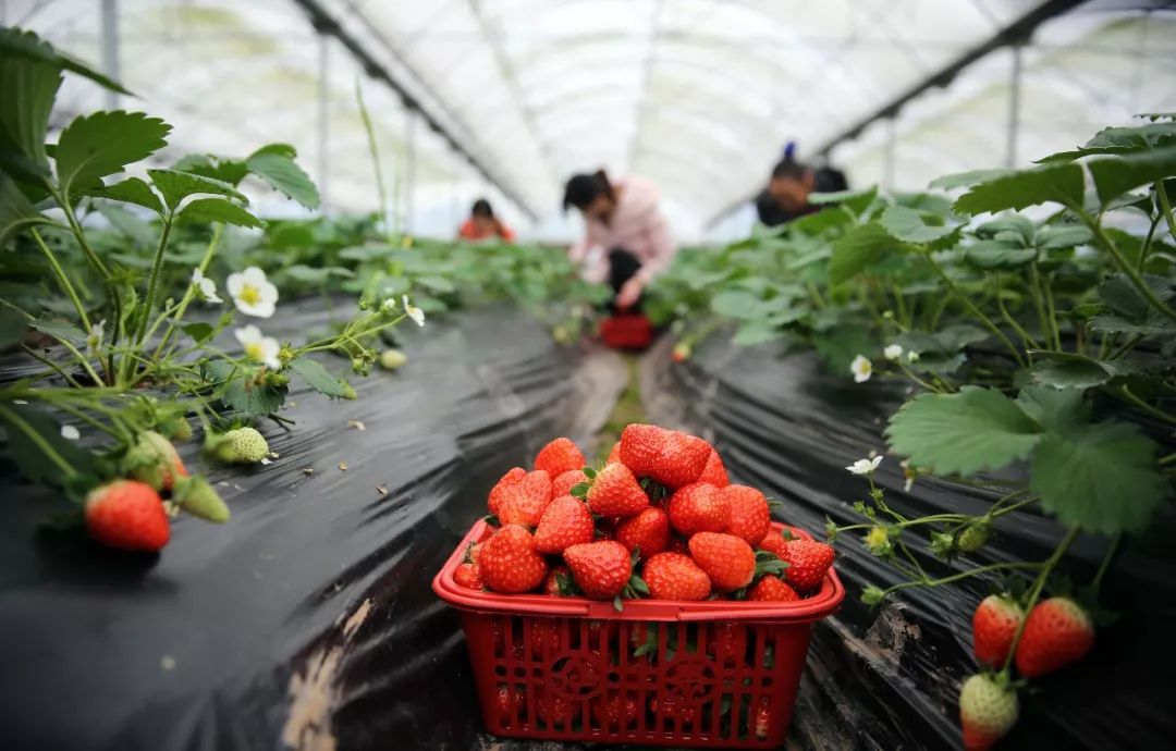 宁德六都草莓基地图片