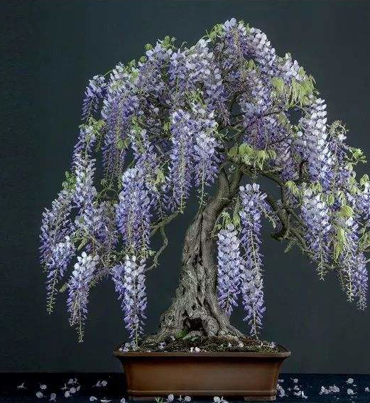 紫藤花怎么种植,如何操作